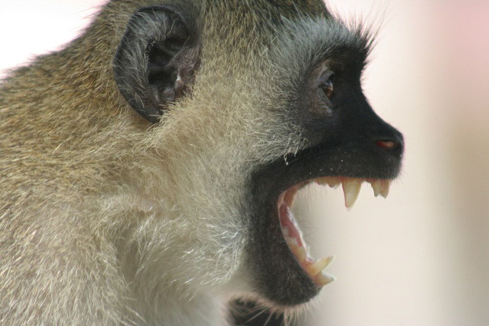 *loud monkey noises*